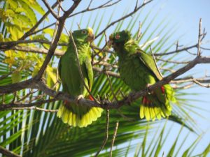 the-balboa-inn-bed-and-breakfast-panama-panama-parrots